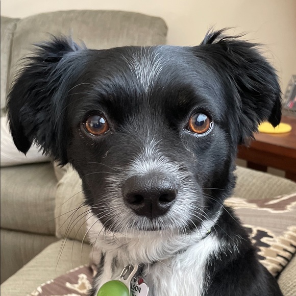 Meet your Posher, Stephanie - Picture 1 of 1